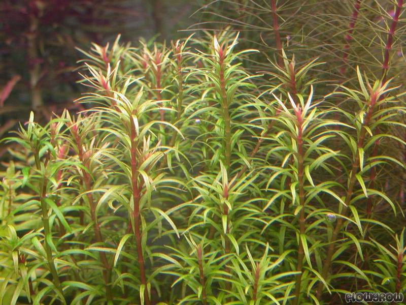 Rotala mexicana